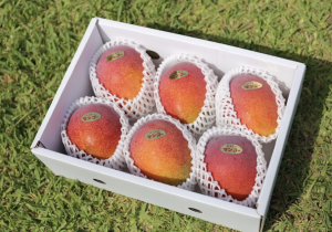 イミコトマルシェ｜グルテンフリー雑穀・発酵食品・安心安全な健康食材の専門お取り寄せ通販サイト【定期便あり】